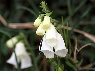 White Foxglove (Digitalis purpurea 'Alba')