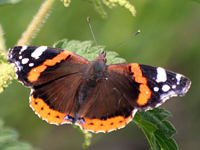 Red Admiral