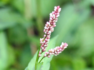 Red Shank (Persicaria maculosa)
