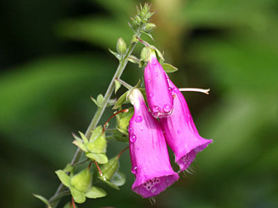 Foxglove (Digitalis purpurea)