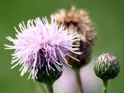 Creeping Thistle (Cirsium arvense)