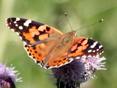 Painted Lady (Cynthia cardui)