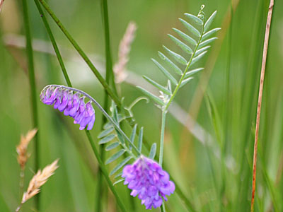 Tufted Vetch (Vicia cracca)