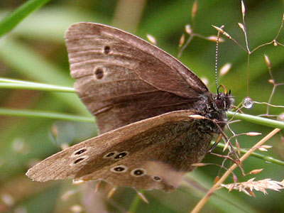 Ringlet (Aphantopus hyperantus)