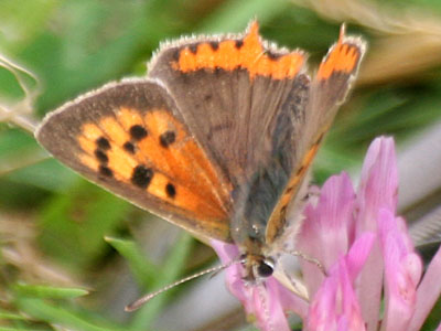 Small Copper (Lycaena phlaeas)