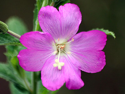 Great Hairy Willowherb (Epilobium hirsutum)