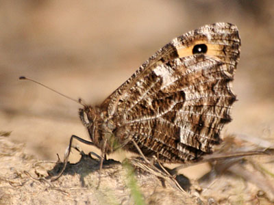 Grayling (Hipparchia semele)