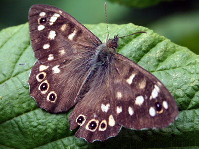 Speckled Wood (Pararge aegeria)