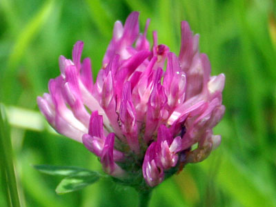 Red Clover (Trifolium pratense)