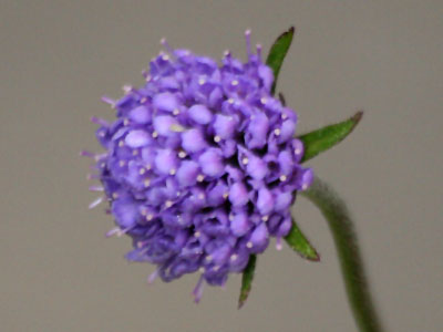 Devil's Bit Scabious Succisa pratensis