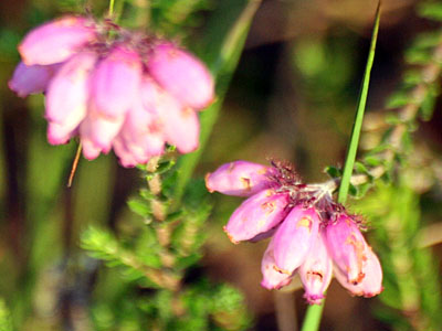 Cross-Leaved Heath (Erica tetralix)