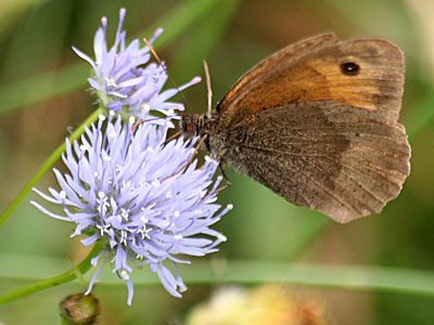 Sheep's-bit (Jasione montana)