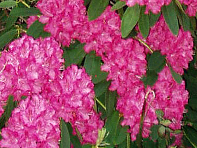 Rhododendron (Rhododendron ponticum)