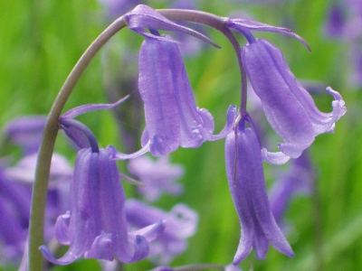 Bluebell (Endymion non-scriptus)