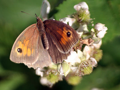 Meadow Brown (Maniola jurtina)