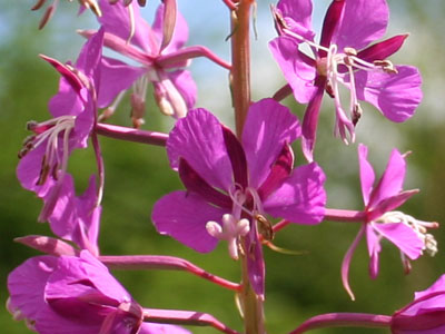 Rosebay Willowherb (Epilobium angustifolium)