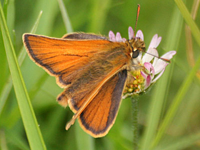 Small Skipper (Thymelicus sylvestris)