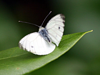 Small White (Pieris rapae)