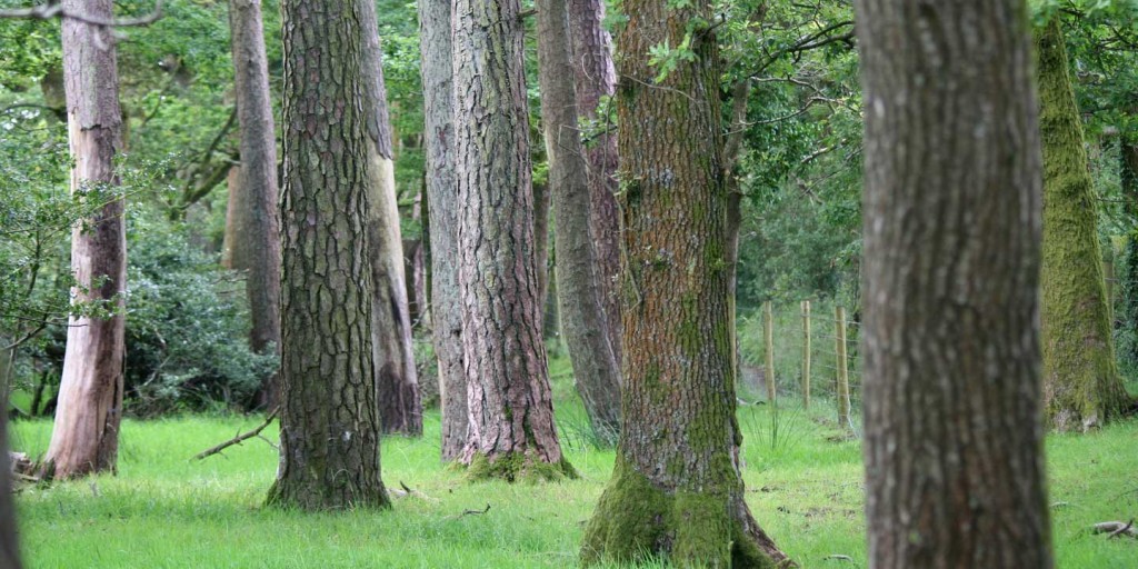 Welsh Tree Species Trees Found In Wales Wales Cottages
