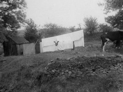 Cow hiding from flies at Blaenant in the 1960s by Granville Morgan