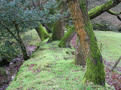 Welsh Oak on Earth Bank