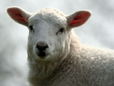 Welsh Mountain Lamb Ovis aries