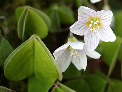 Common Wood Sorrel Oxalis acetosella