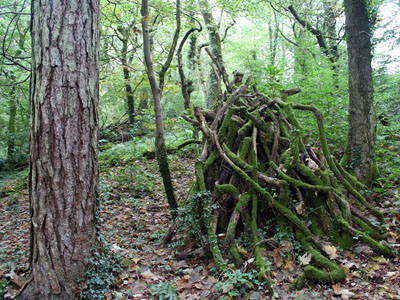 Rhododendron Pyramid in Mixed Woodland