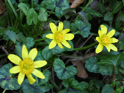 Lesser Celendine Ranunculus ficaria