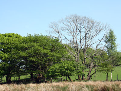 April Landscape at Plas Farm