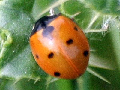 Seven Spotted Ladybird Coccinella 7-punctata