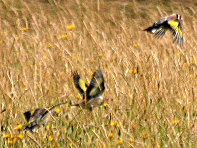 Charm of Goldfinches Carduelis carduelis