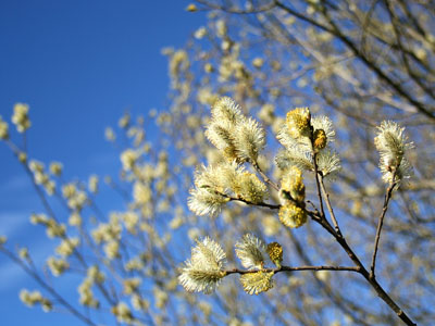 Pussy Willow Salix caprea