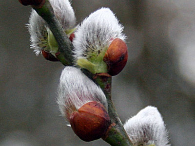 Pussy Willow Salix caprea