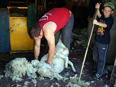 Sheep Shearing at Plas Farm