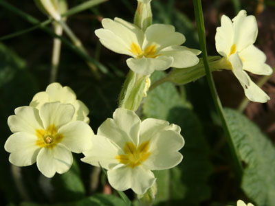 Wild Primrose Primula vulgaris