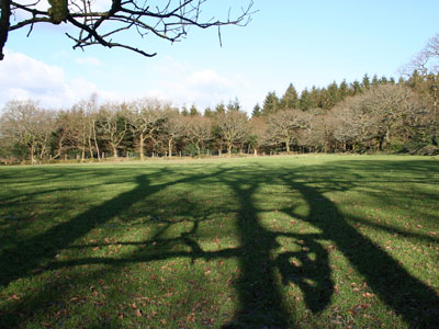 Oak Shadows