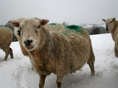 Welsh Mountain Sheep 