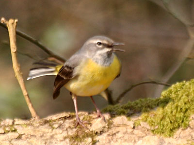 Grey Wagtail Motacilla cinerea