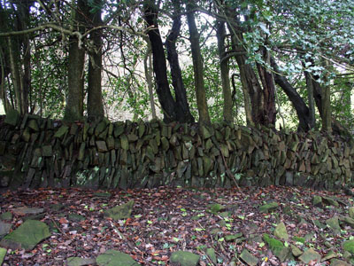 Dry Stone Wall and Holly [Ilex acquifolium]