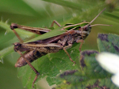 Common Green Grasshopper Omocestus viridulus