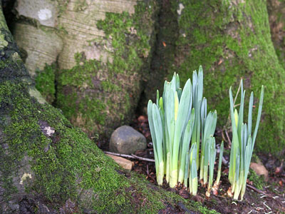 Sprouting Daffodils Narcissus