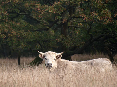 Cow in Rush Pasture