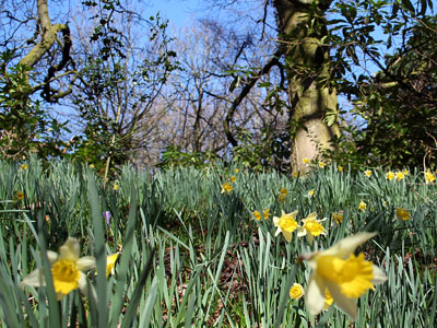 Native Welsh Daffodil Narcissus Pseudoarcissus