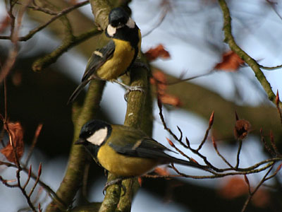 Great Tits [Parus Major] on Beech Tree 