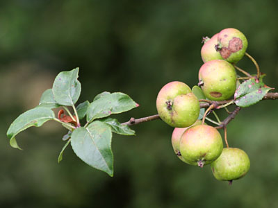 Crab Apples Malus sylvestris