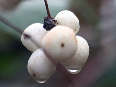 Snowberry Symphoricarpos albus