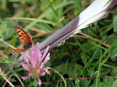 Small Copper (Lycaena phlaeas) on Red Clover