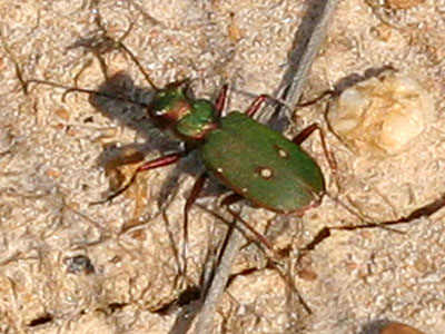 Green Tiger Beetle Chorthippus parallelus