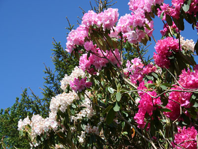 Rhododendron Rhododendton ponticum